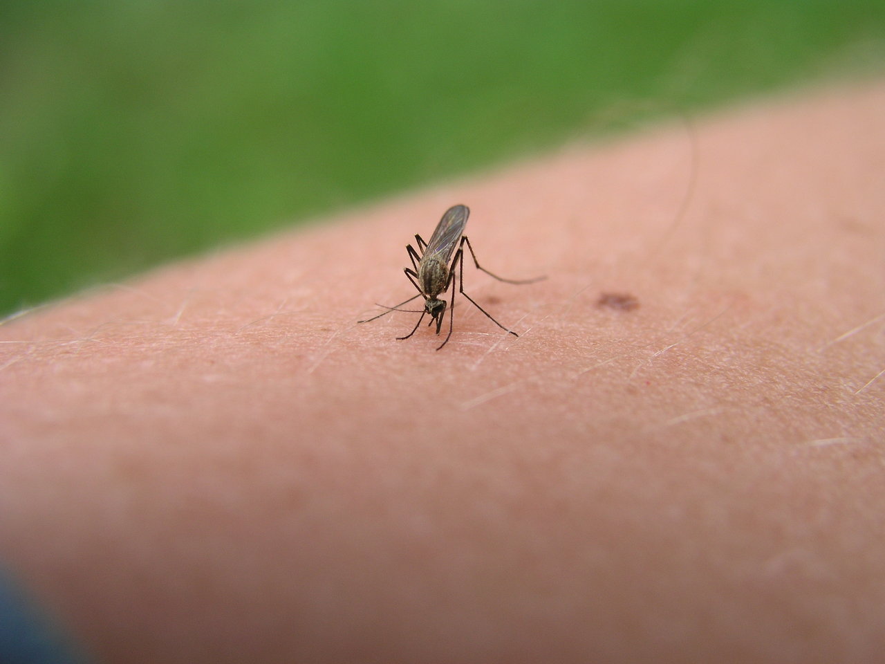 Zanzare, tre modi per difendersi dalle punture sul terrazzo